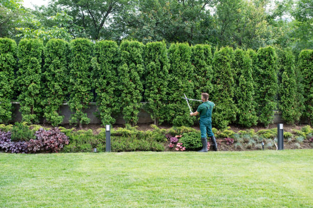 Best Lawn Watering Services  in USA